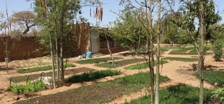 Irrigation system supplied by sustainable well: solar pump, a green solution Irrigation system supplied by sustainable well: solar pump, a green solution